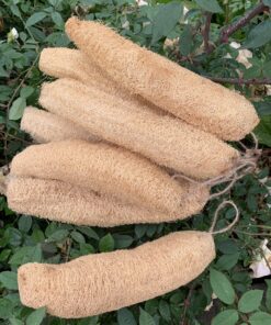 Organic Whole Loofah