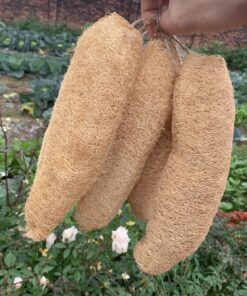 Organic Whole Loofah