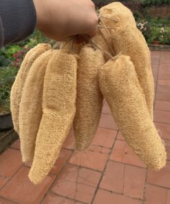 Organic Whole Loofah