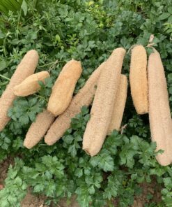 Organic Loofah Sponge