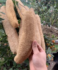 Organic Loofah Sponge
