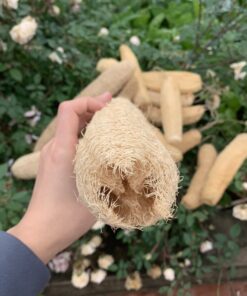 Organic Loofah Sponge
