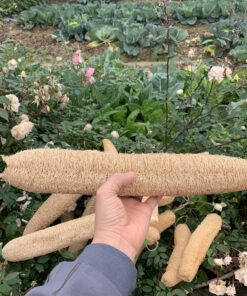 Organic Loofah Sponge